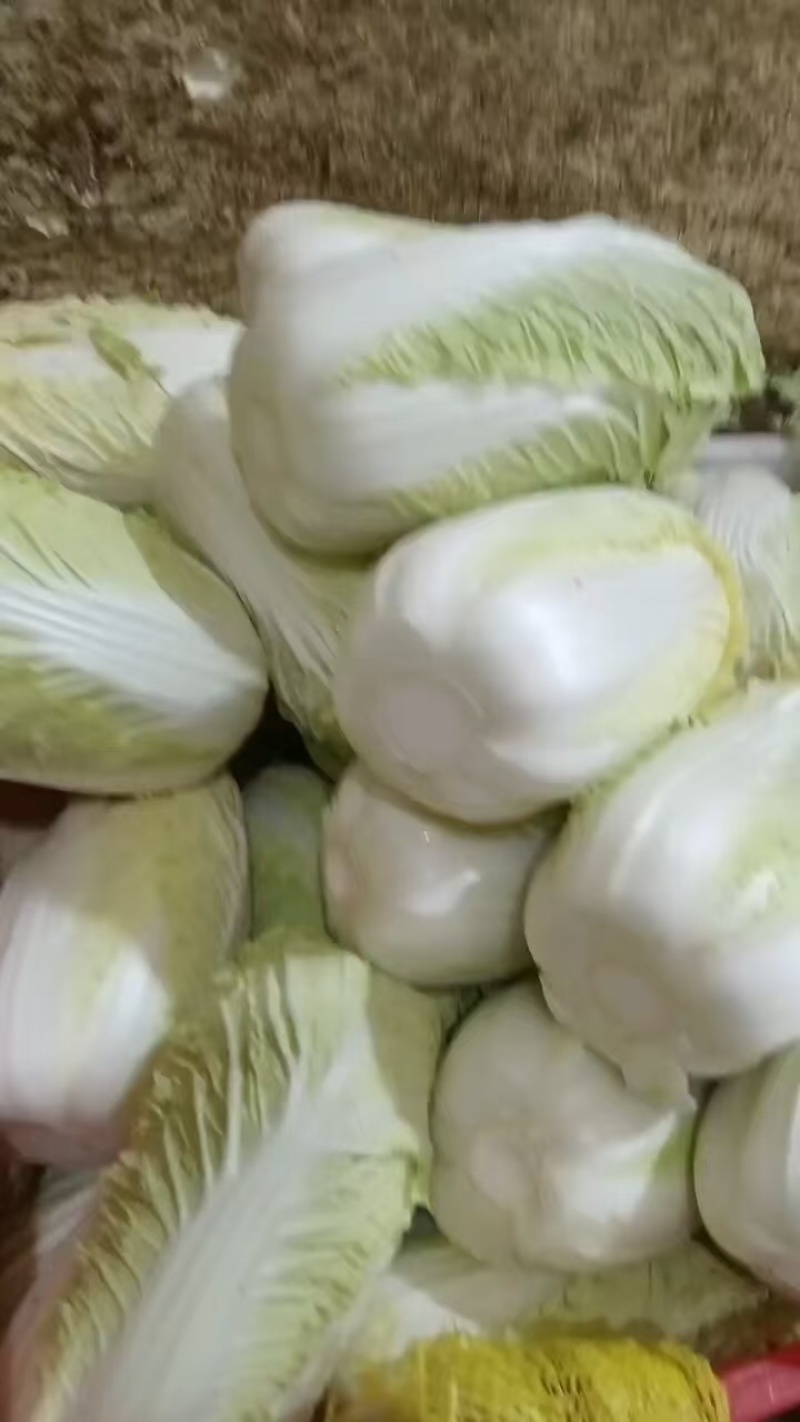 邯郸精品娃娃菜产地直发保质保量大量有货，欢迎订购