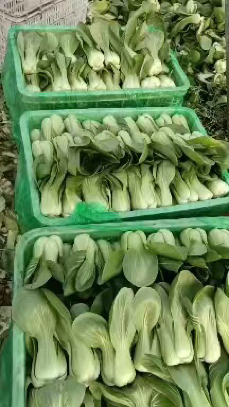 邯郸油菜河北产地直发保质保量大量有货全国代发