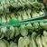 邯郸油菜河北产地直发保质保量大量有货全国代发