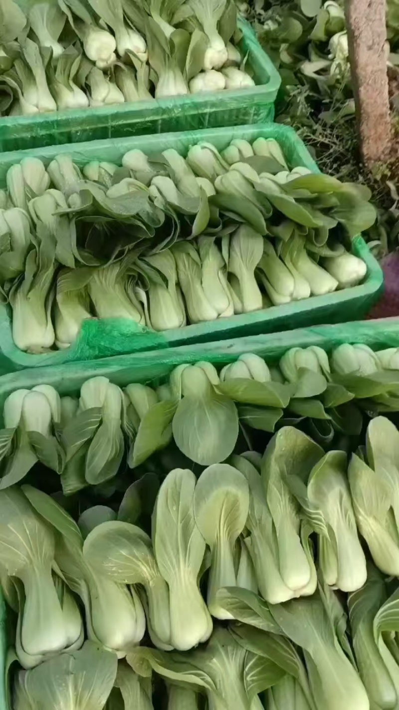 邯郸油菜河北产地直发保质保量大量有货全国代发