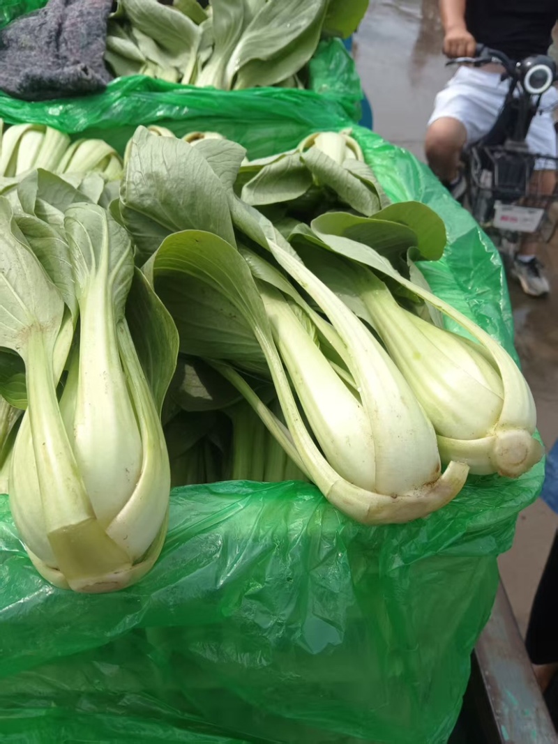 邯郸油菜河北产地直发保质保量大量有货全国代发