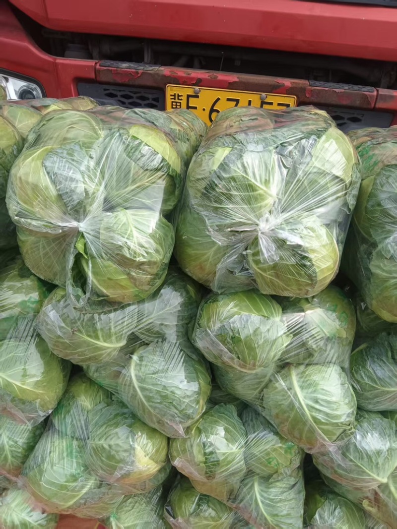 邯郸甘蓝产地直发保质保量大量有货全国代发欢迎选购