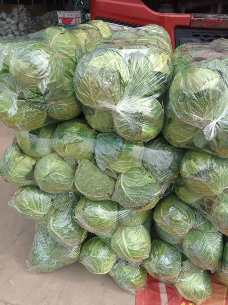 邯郸甘蓝产地直发保质保量大量有货全国代发欢迎选购