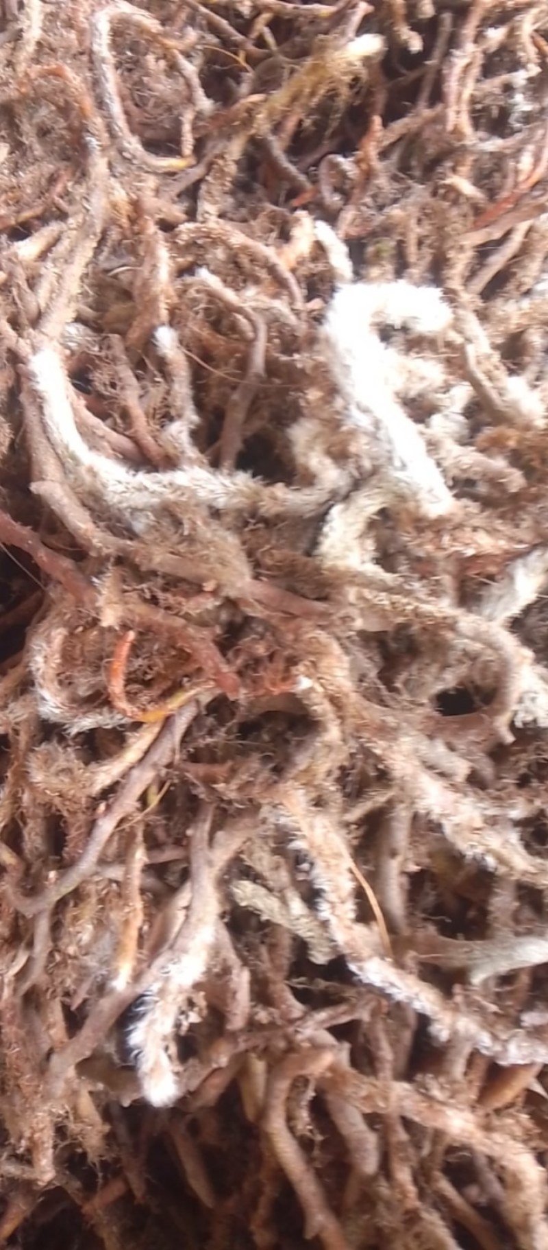云南野生白毛骨碎补生货鲜货100斤起发货