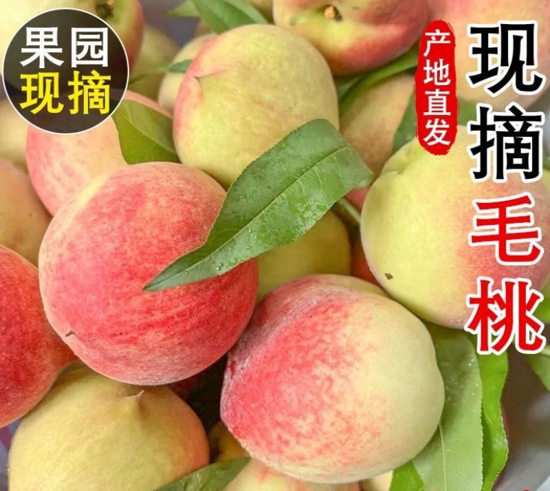 露地毛桃突围桃，一手货源，可对接各大电商商超等，诚信经营