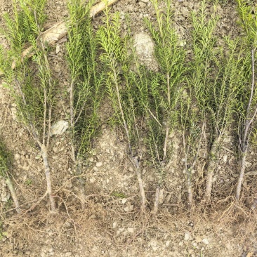 曼地亚红豆杉3-4年小苗四川基地直销现货批发手续齐全
