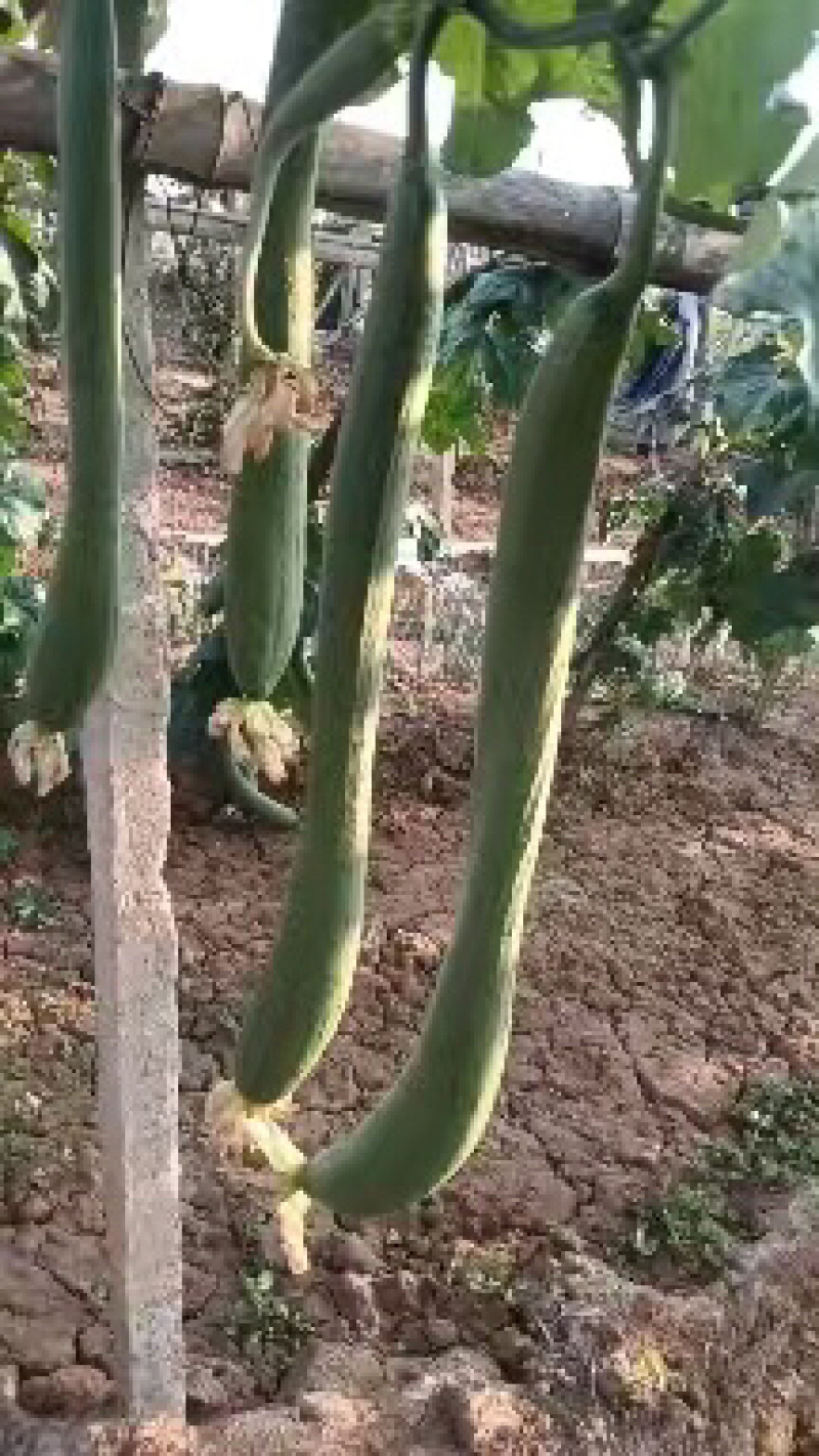 邯郸精品丝瓜大量有货欢迎各地老板前来采购