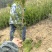 曼地亚红豆杉3-4年小苗四川基地直销现货批发手续齐全