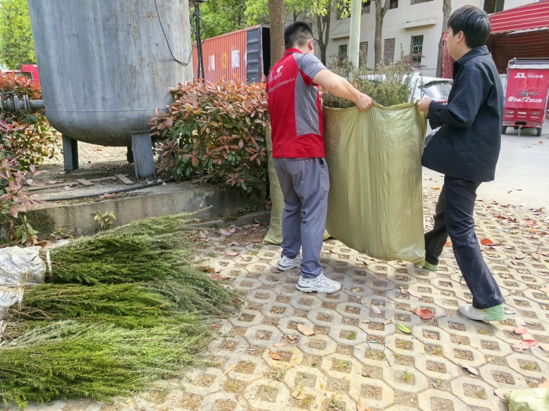 曼地亚红豆杉3-4年小苗四川基地直销现货批发手续齐全