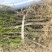 曼地亚红豆杉3-4年小苗四川基地直销现货批发手续齐全