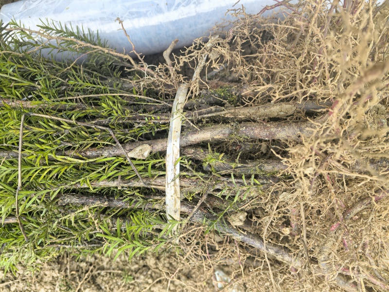 曼地亚红豆杉3-4年小苗四川基地直销现货批发手续齐全
