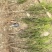 曼地亚红豆杉3-4年小苗四川基地直销现货批发手续齐全