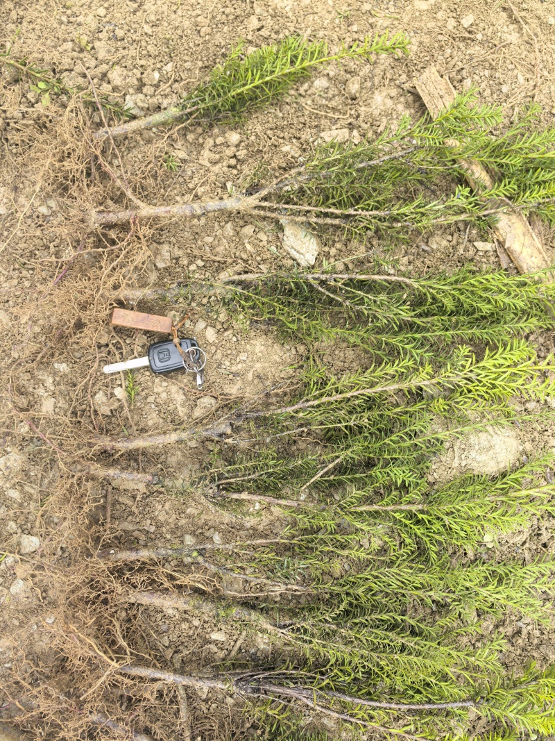 曼地亚红豆杉3-4年小苗四川基地直销现货批发手续齐全