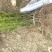 曼地亚红豆杉3-4年小苗四川基地直销现货批发手续齐全