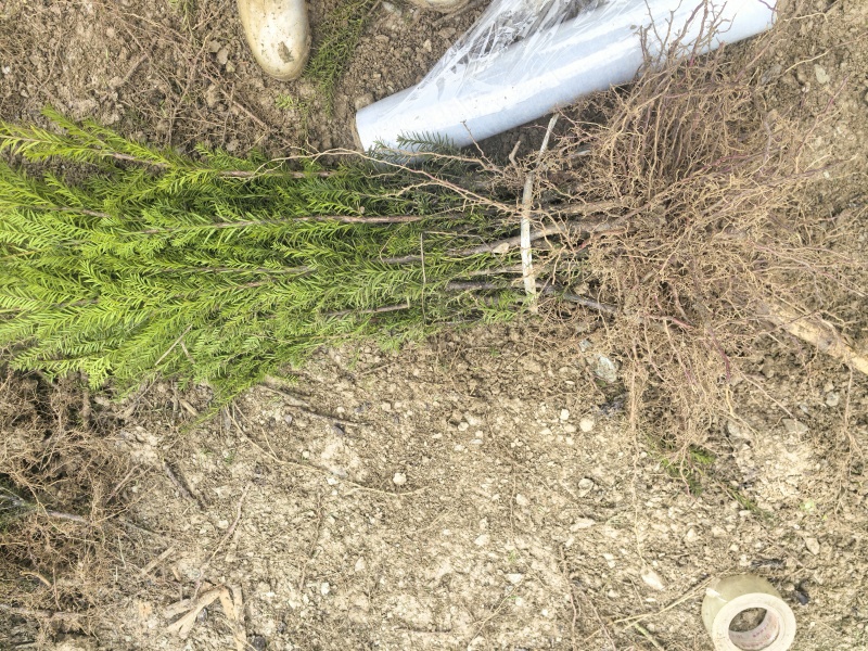 曼地亚红豆杉3-4年小苗四川基地直销现货批发手续齐全