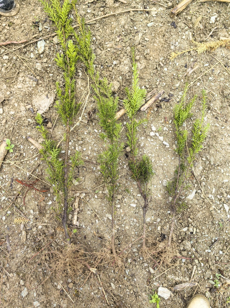 曼地亚红豆杉3-4年小苗四川基地直销现货批发手续齐全