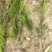 曼地亚红豆杉3-4年小苗四川基地直销现货批发手续齐全