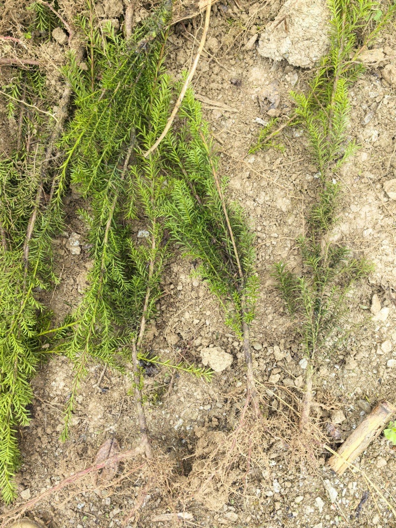 曼地亚红豆杉3-4年小苗四川基地直销现货批发手续齐全