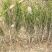 曼地亚红豆杉3-4年小苗四川基地直销现货批发手续齐全