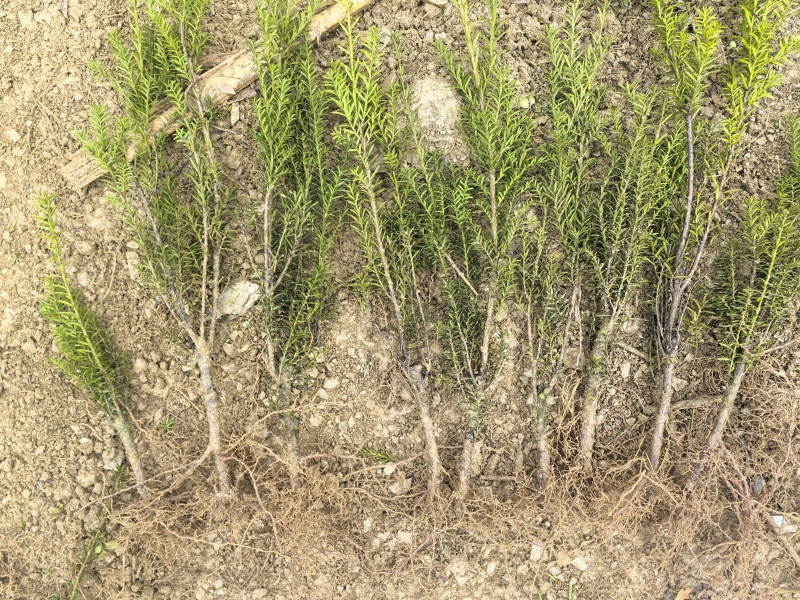 曼地亚红豆杉3-4年小苗四川基地直销现货批发手续齐全