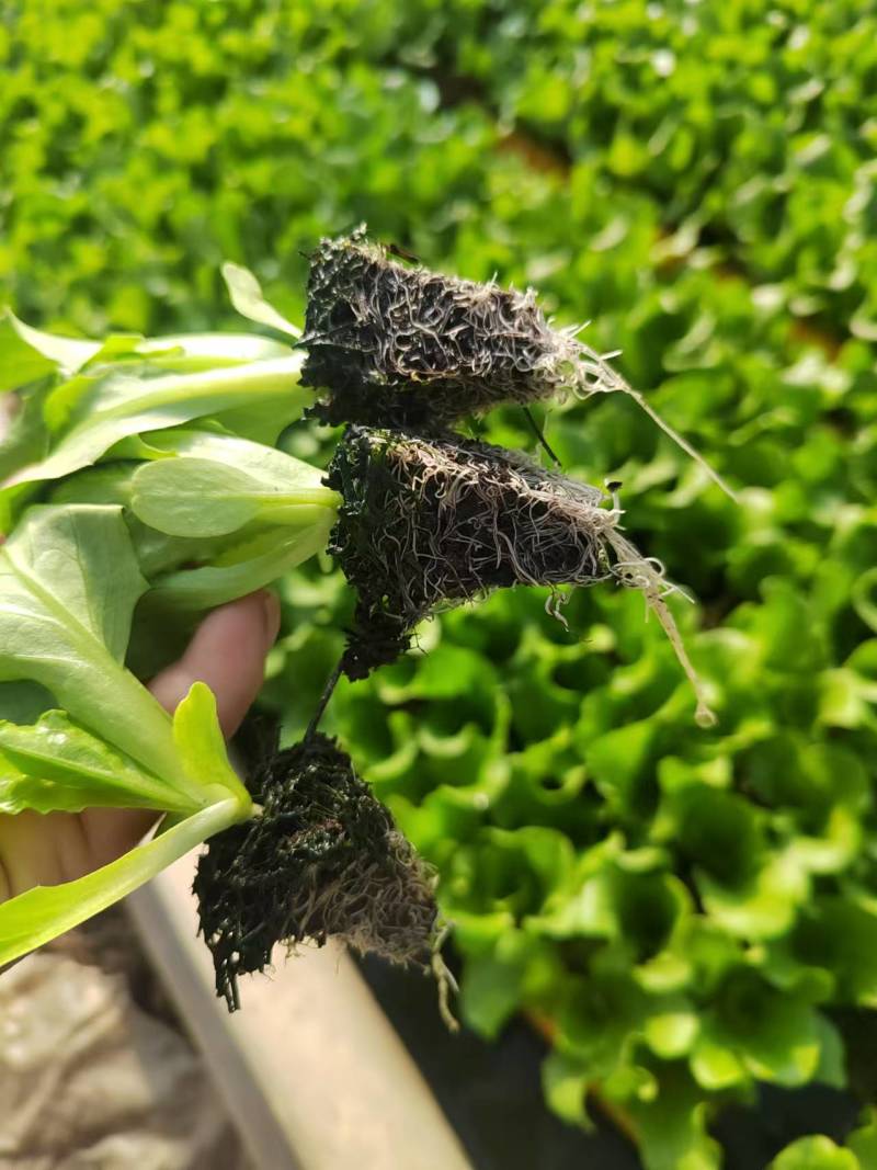 意大利生菜种苗，产地直发，量大从优，电话联系合作