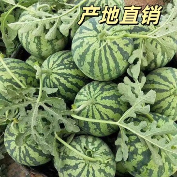本地美都麒麟西瓜