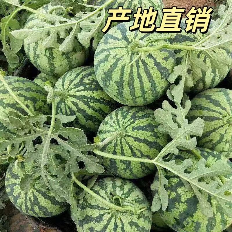 本地美都麒麟西瓜
