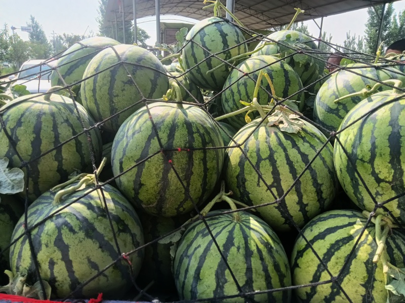 河南开封麒麟美都西瓜无籽西瓜产地一手货源
