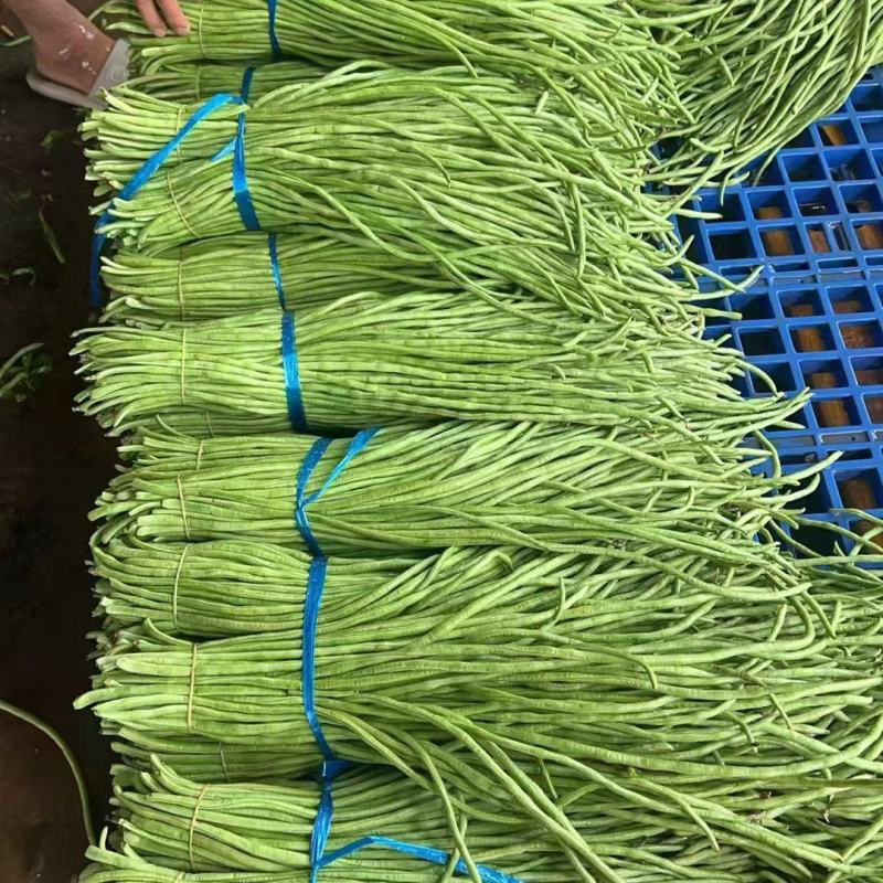豇豆，青条豆角，无虫眼，一手货源，湖北豆角，专业代办，