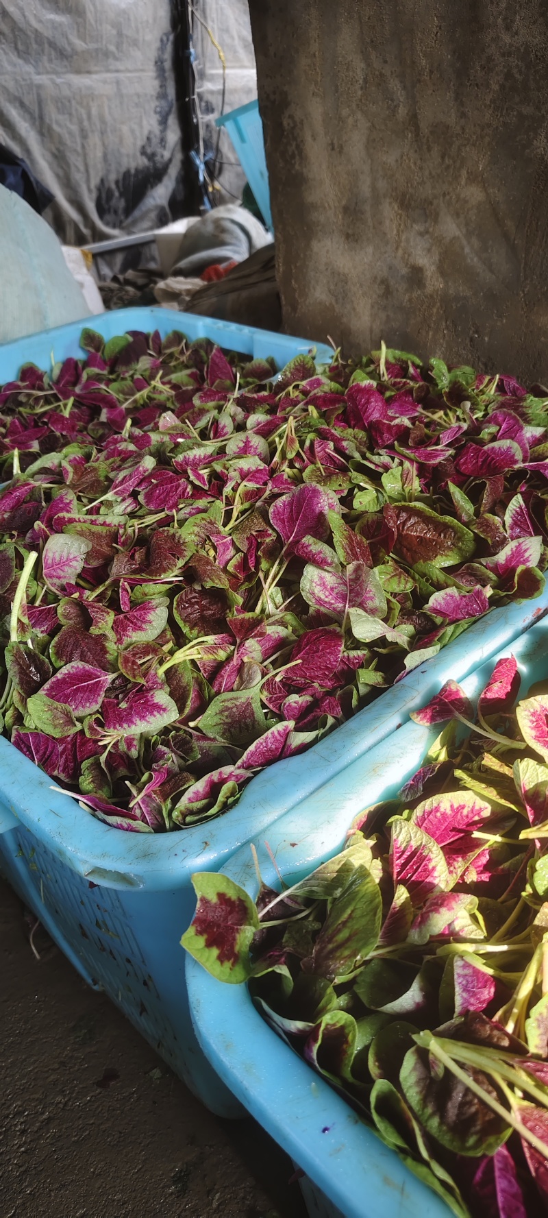 红苋菜头，品质保证，可视频看货，可冷链全国发货，量大从优