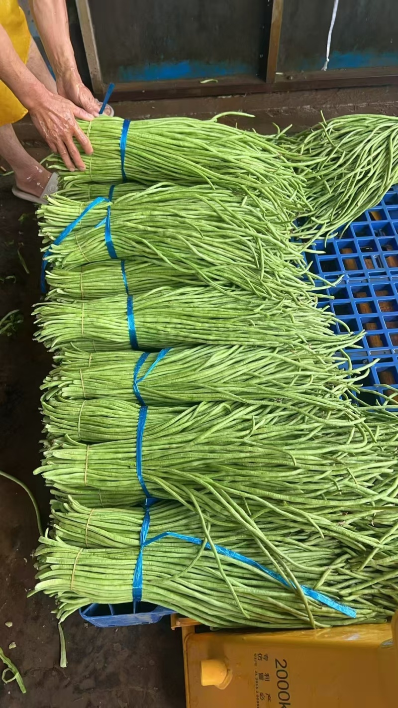 豇豆，青条豆角，无虫眼，一手货源，湖北豆角，专业代办，