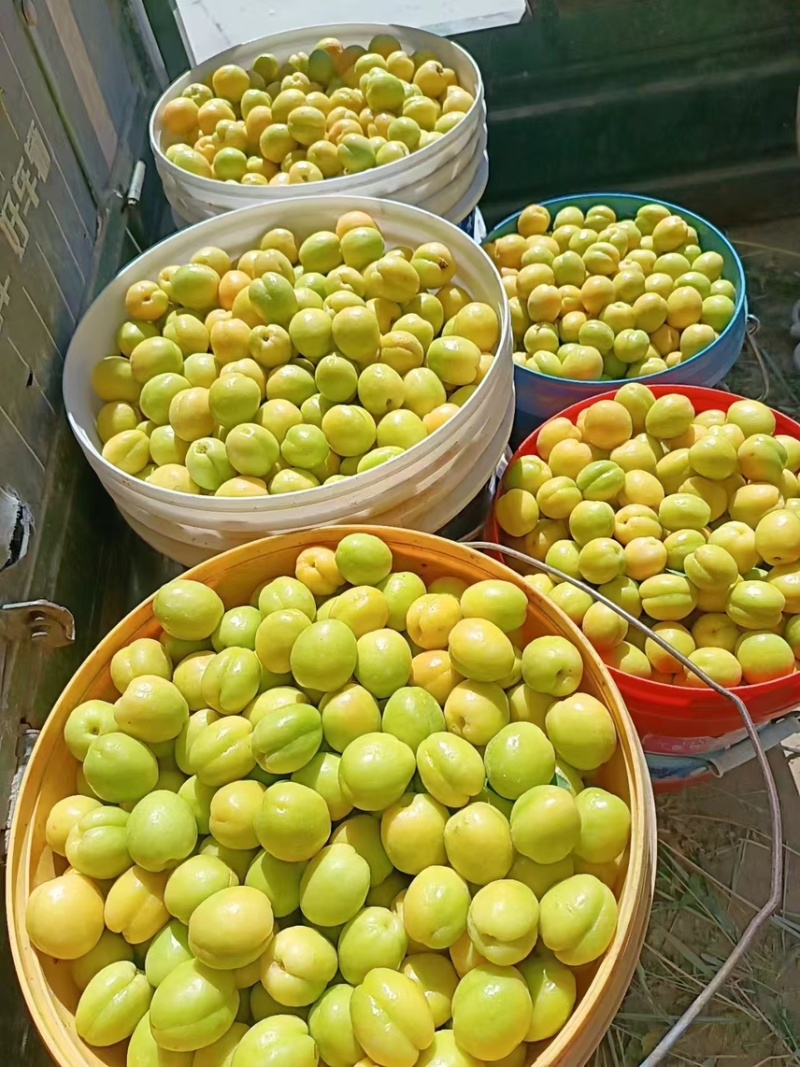 小白杏