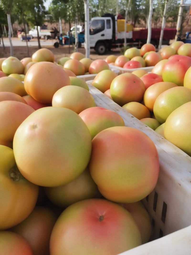 宁夏银川灵武一手货源硬粉西红柿大量上市可对接全国市场