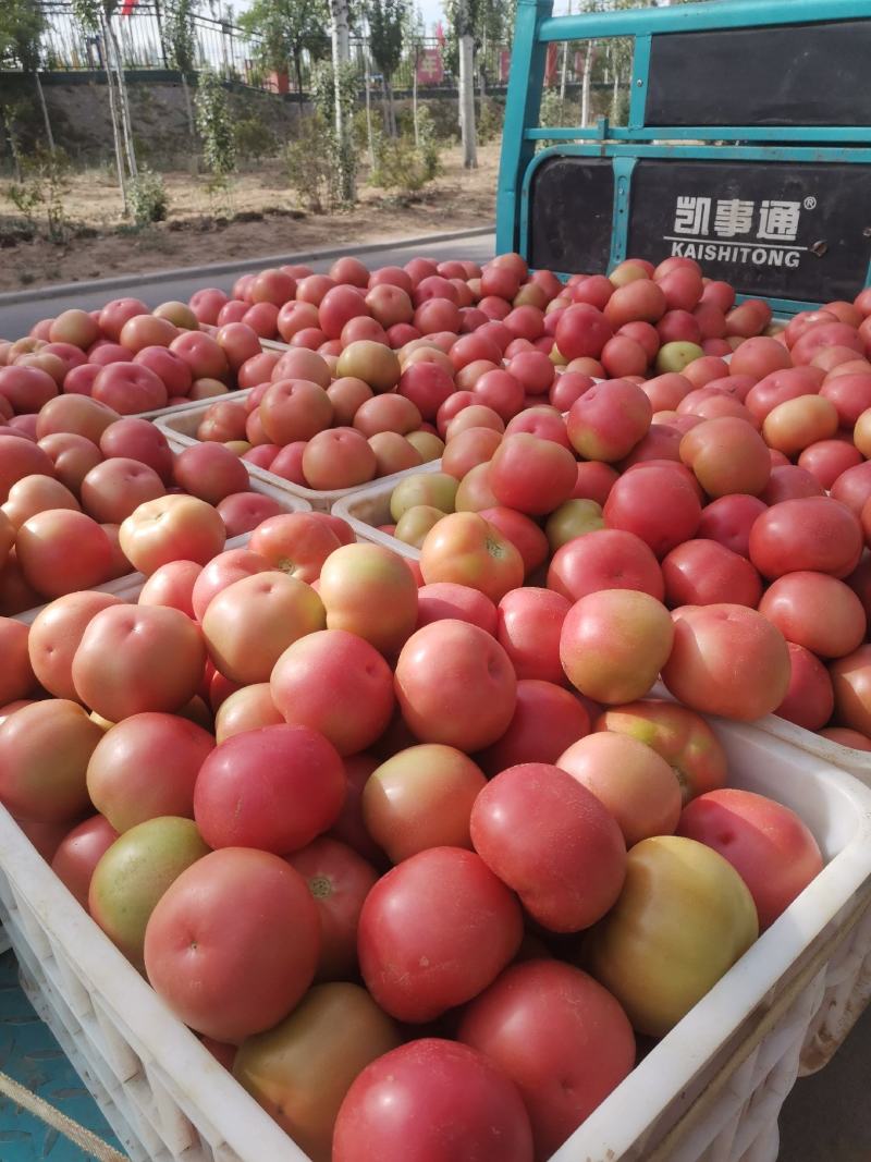 宁夏银川灵武一手货源硬粉西红柿大量上市可对接全国市场