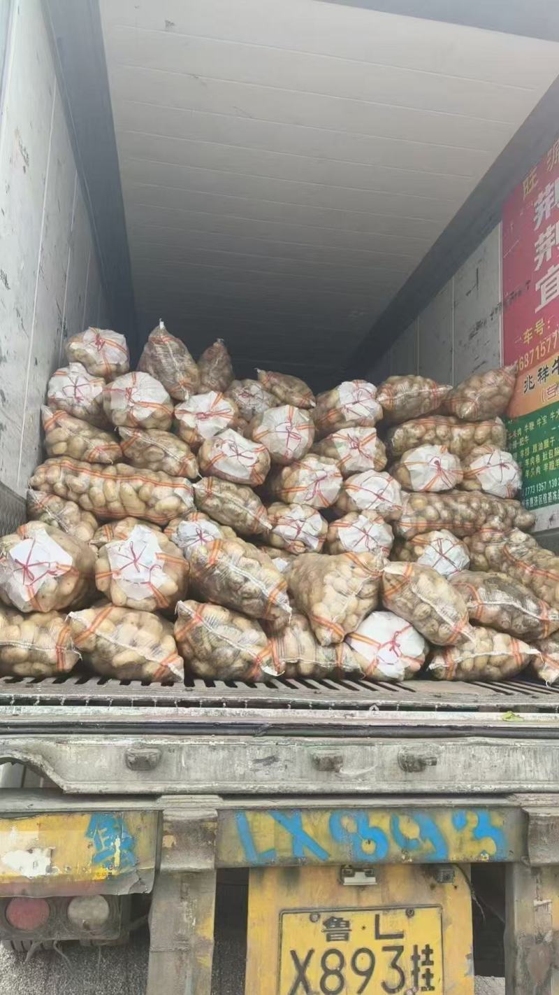 山东青岛荷兰土豆对接全国市场，量大从优，新鲜上市热卖