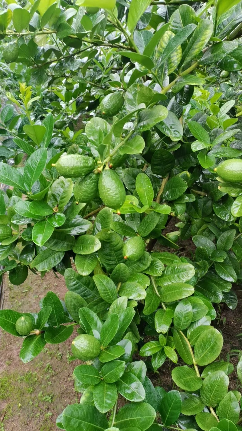 广东香水柠檬