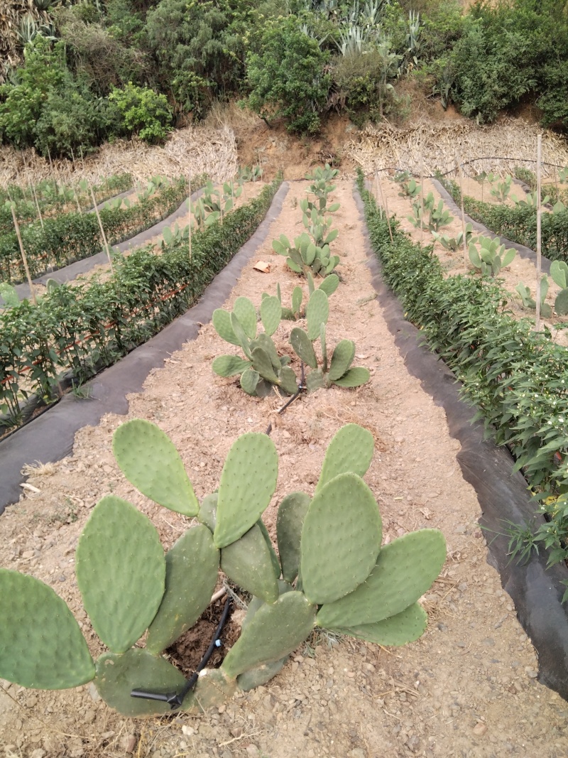 有要种植仙人掌的联系我有一批两年苗出售云钻红果
