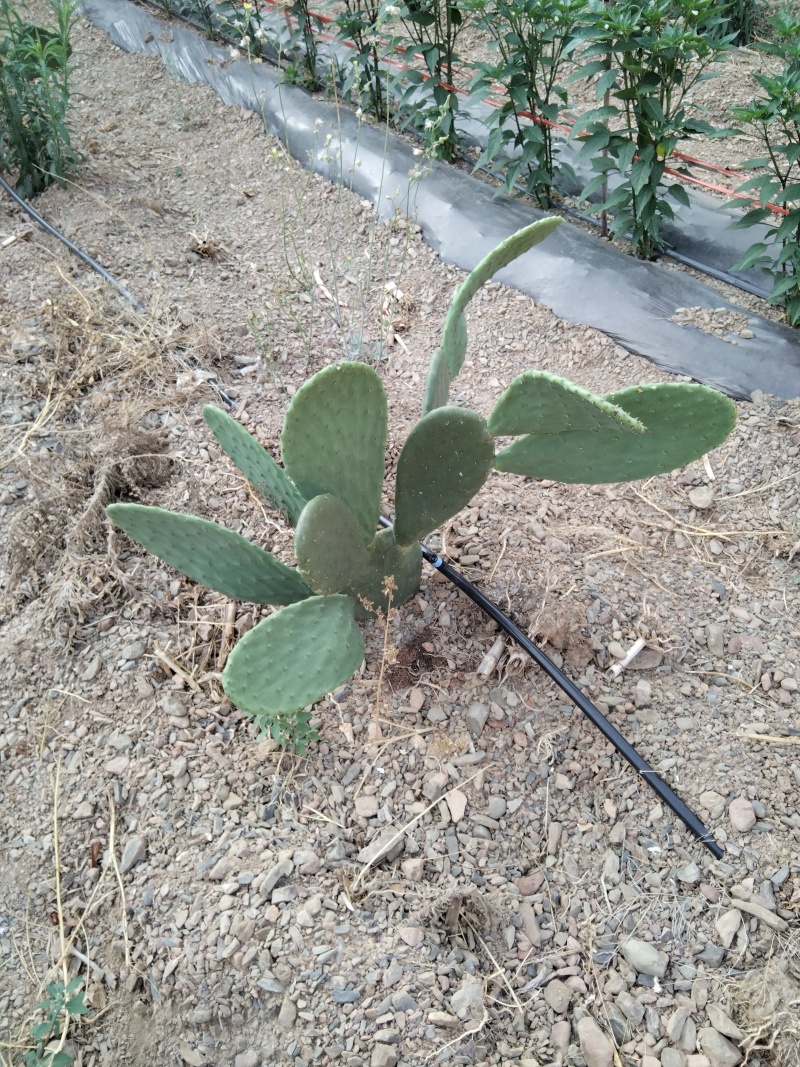 有要种植仙人掌的联系我有一批两年苗出售云钻红果