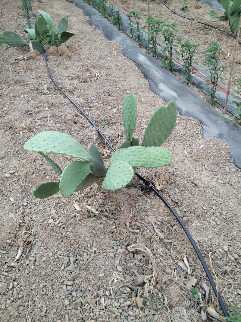 有要种植仙人掌的联系我有一批两年苗出售云钻红果