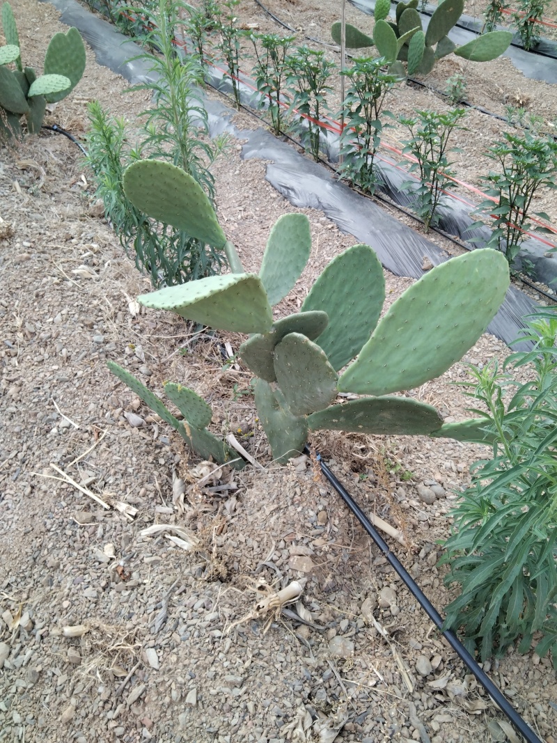 有要种植仙人掌的联系我有一批两年苗出售云钻红果