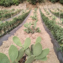 有要种植仙人掌的联系我有一批两年苗出售云钻红果