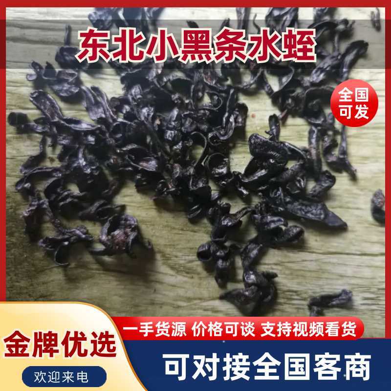 东北小黑条水蛭一手货源价格可谈支持视频看货对接全国客商