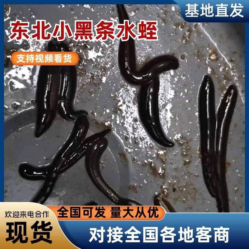 精品东北小黑条水蛭对接全国各地客商基地直发