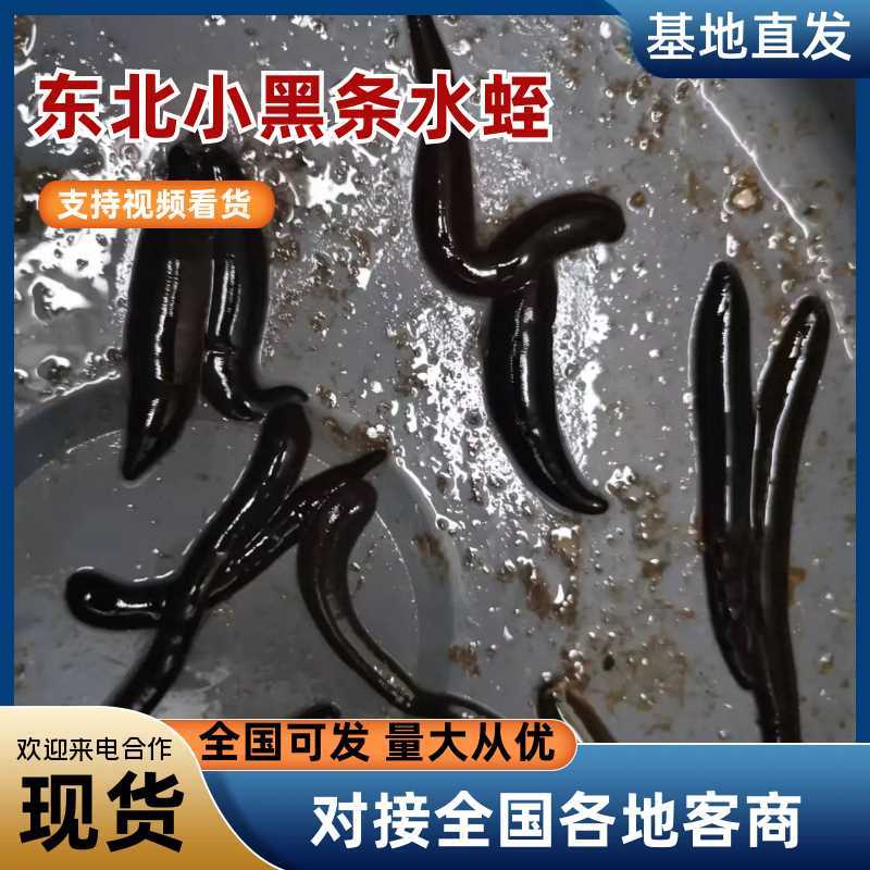 小黑条水蛭基地直发对接全国量大价优欢迎来电质询