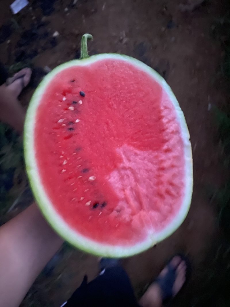 精品甜王8-20