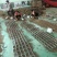 金蝉幼苗孵化基地