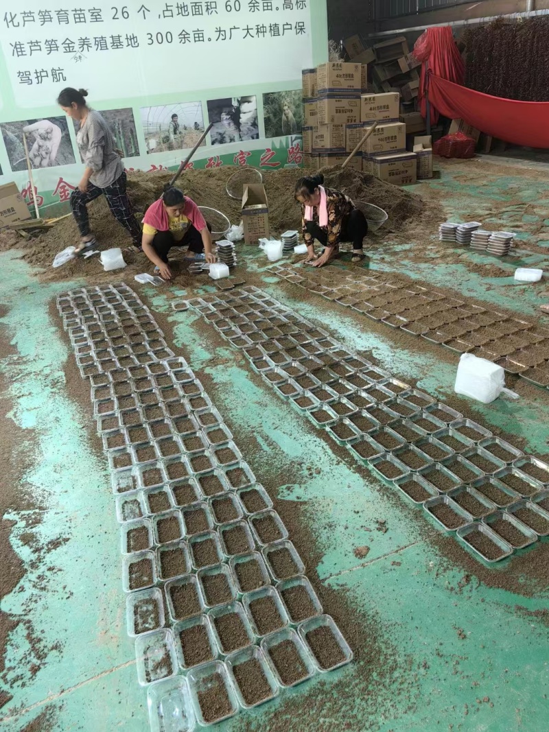 金蝉幼苗孵化基地