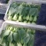 上海青叶菜