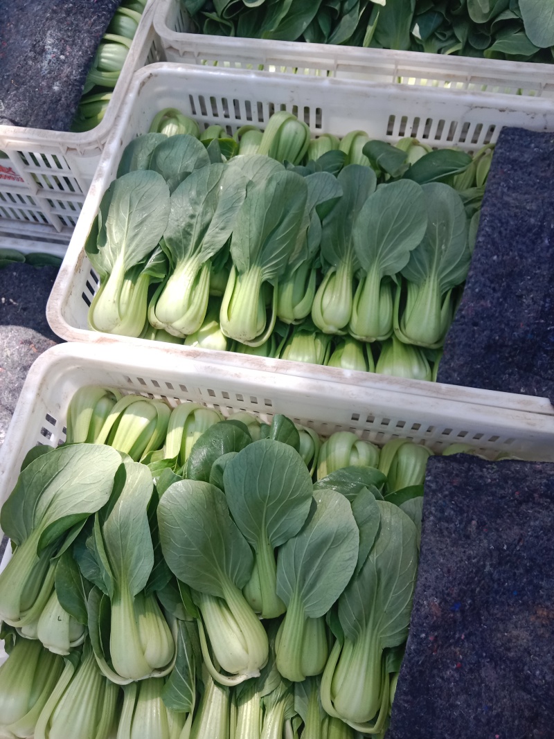 上海青叶菜