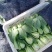 上海青叶菜